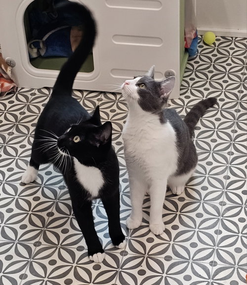 Photo 2 of Felix & Bindy