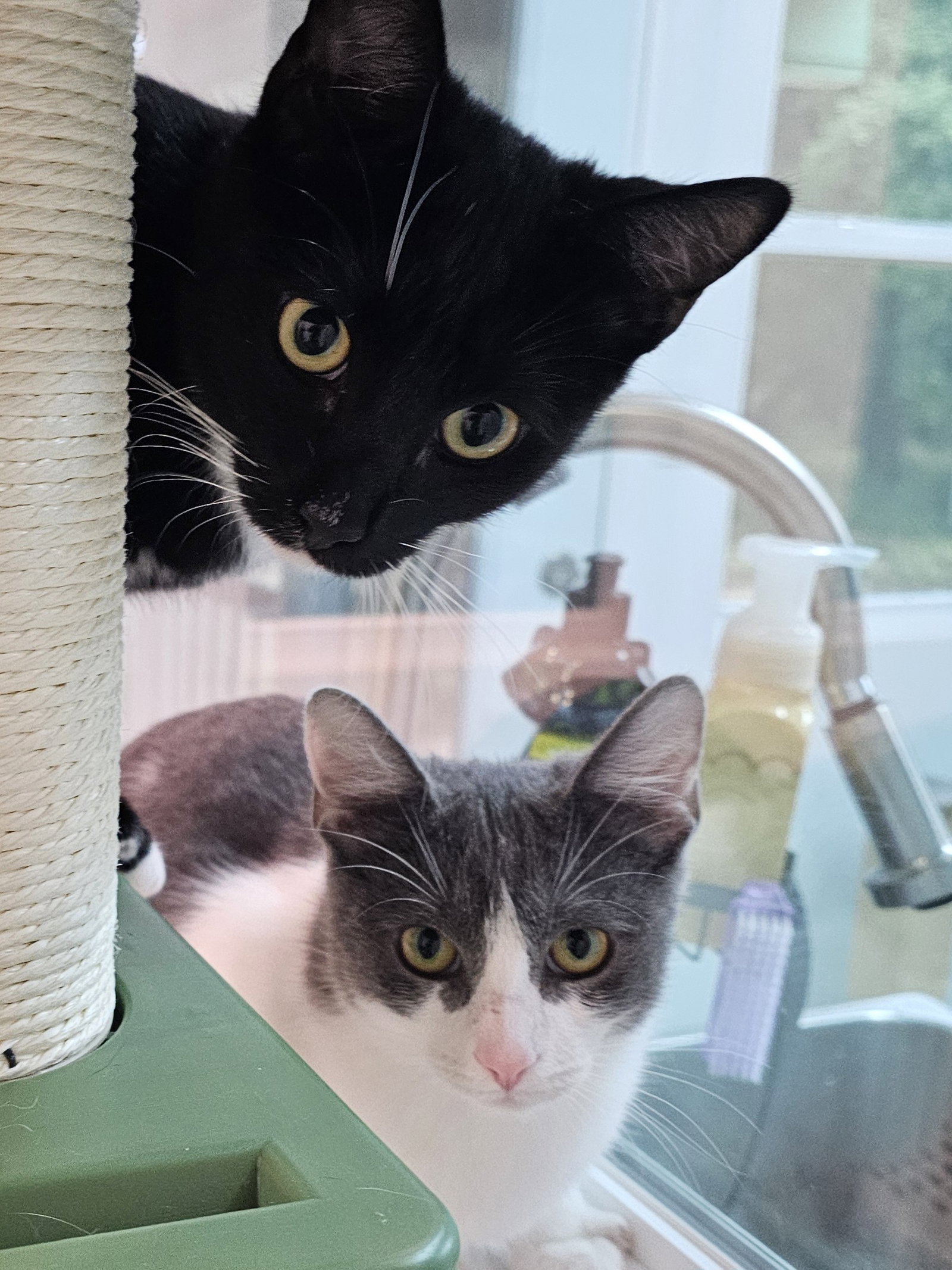 Felix & Bindy, photo 3
