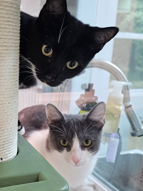 Photo 3 of Felix & Bindy