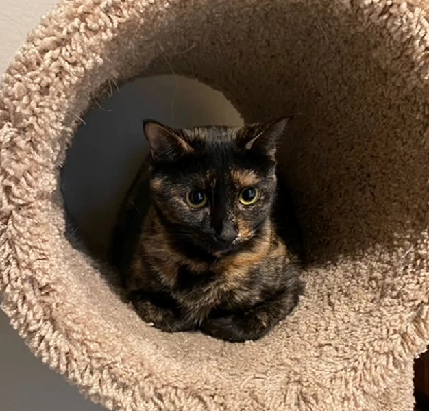 Luna Courtesy