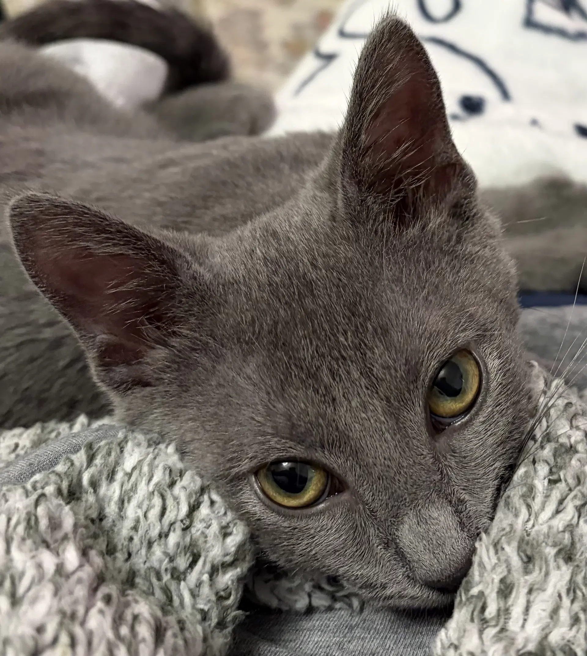 Tim Purry - Domestic Short Hair