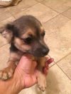 Dexter