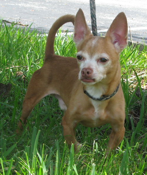 Chico