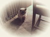 Romeo