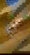 Holly