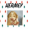Hermey