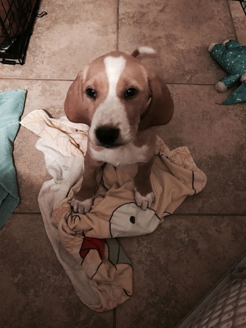 Cornelius