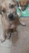 Dax