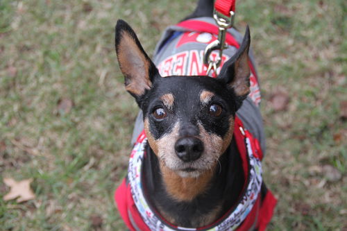 Ozzie