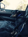 Dixie