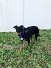Dixie