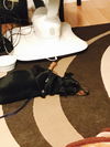 Dixie