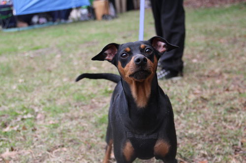 Dixie