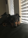 Dixie