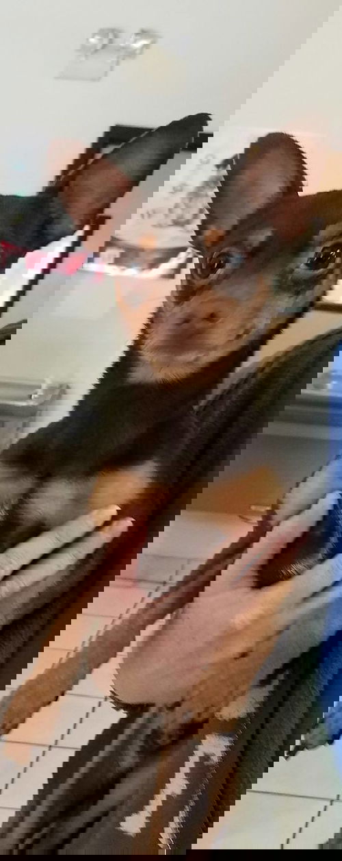 Toby2