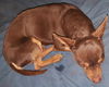 Toby2