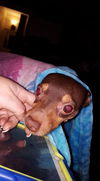 Toby2