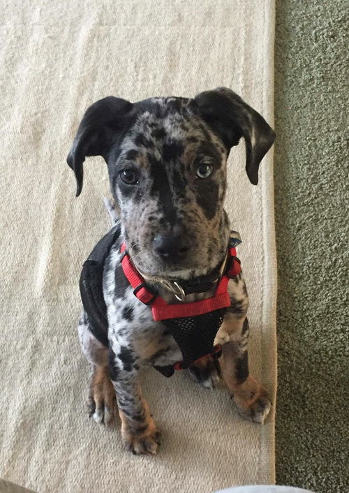 Lou