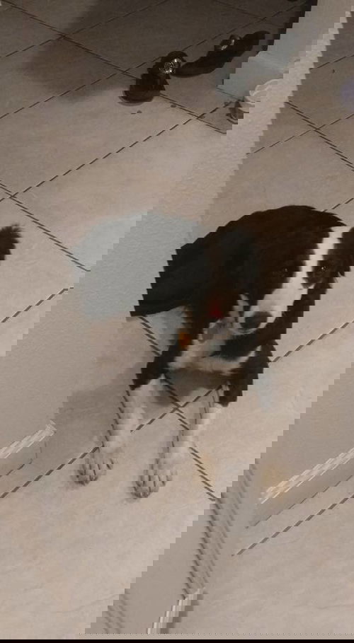 Domino