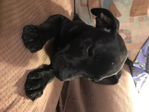 Poppy Pomfrey