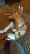 Petey
