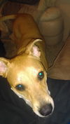 Petey