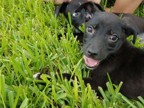 Lilo