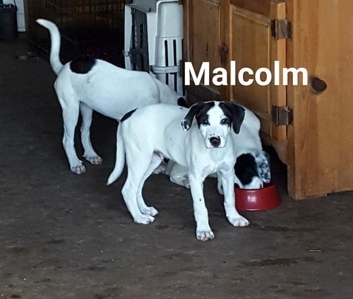 Malcolm