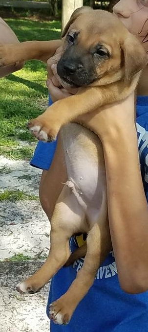 Curr puppy 1