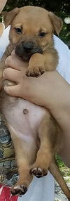 Curr puppy 3