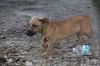 Curr puppy 3