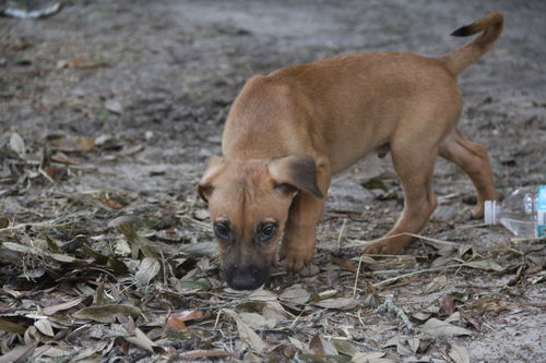 Curr puppy 3