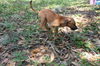 Curr puppy 3