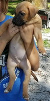 Curr puppy 4