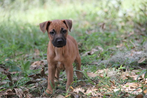 Curr puppy 4