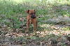 Curr puppy 4