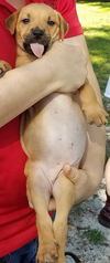 Curr puppy 6