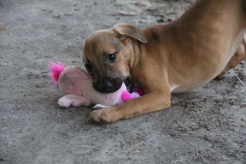 Curr puppy 6