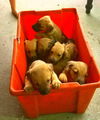 Curr puppy 7