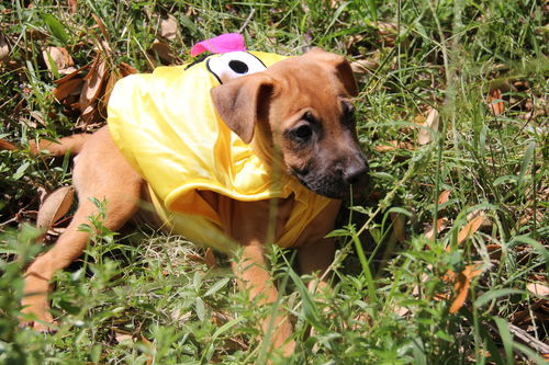 Curr puppy 7