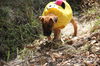 Curr puppy 7