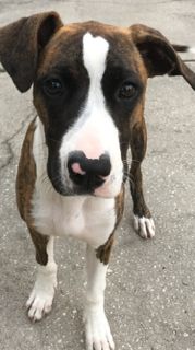 Dozer