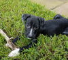 Hunter