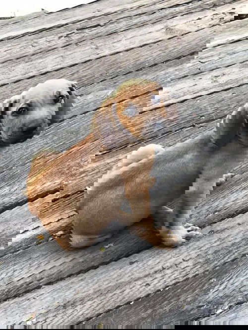 Skipper