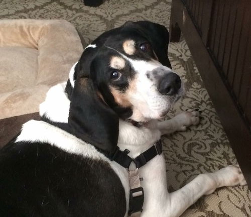 Ringo