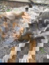 Brick
