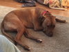 Buddy
