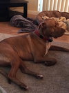 Buddy