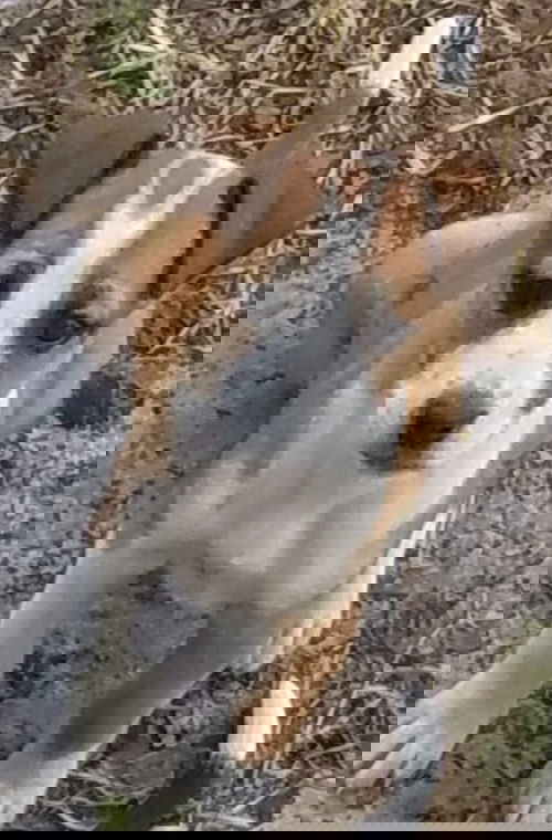 Dot