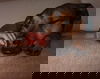 Rex